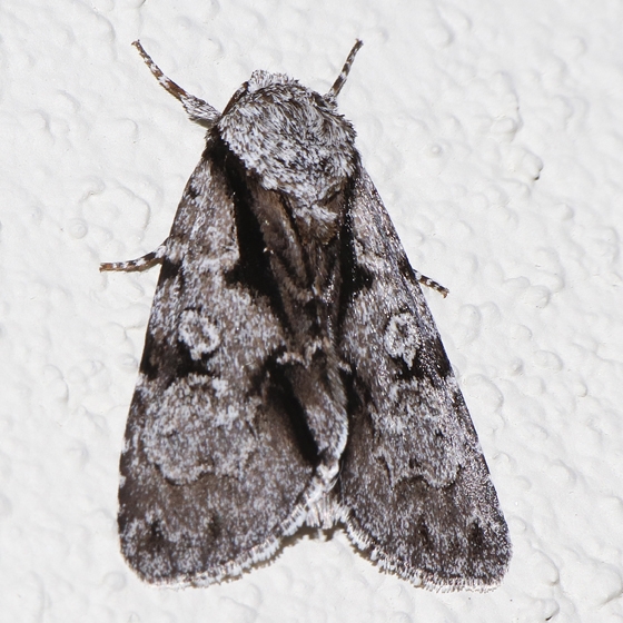 Photo of Acronicta funeralis by Libby & Rick Avis